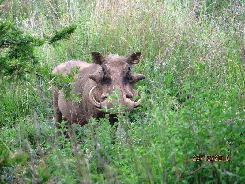 STUNNING GAME FARM FOR SALE IN OHRIGSTAD, LIMPOPO - Photo 4