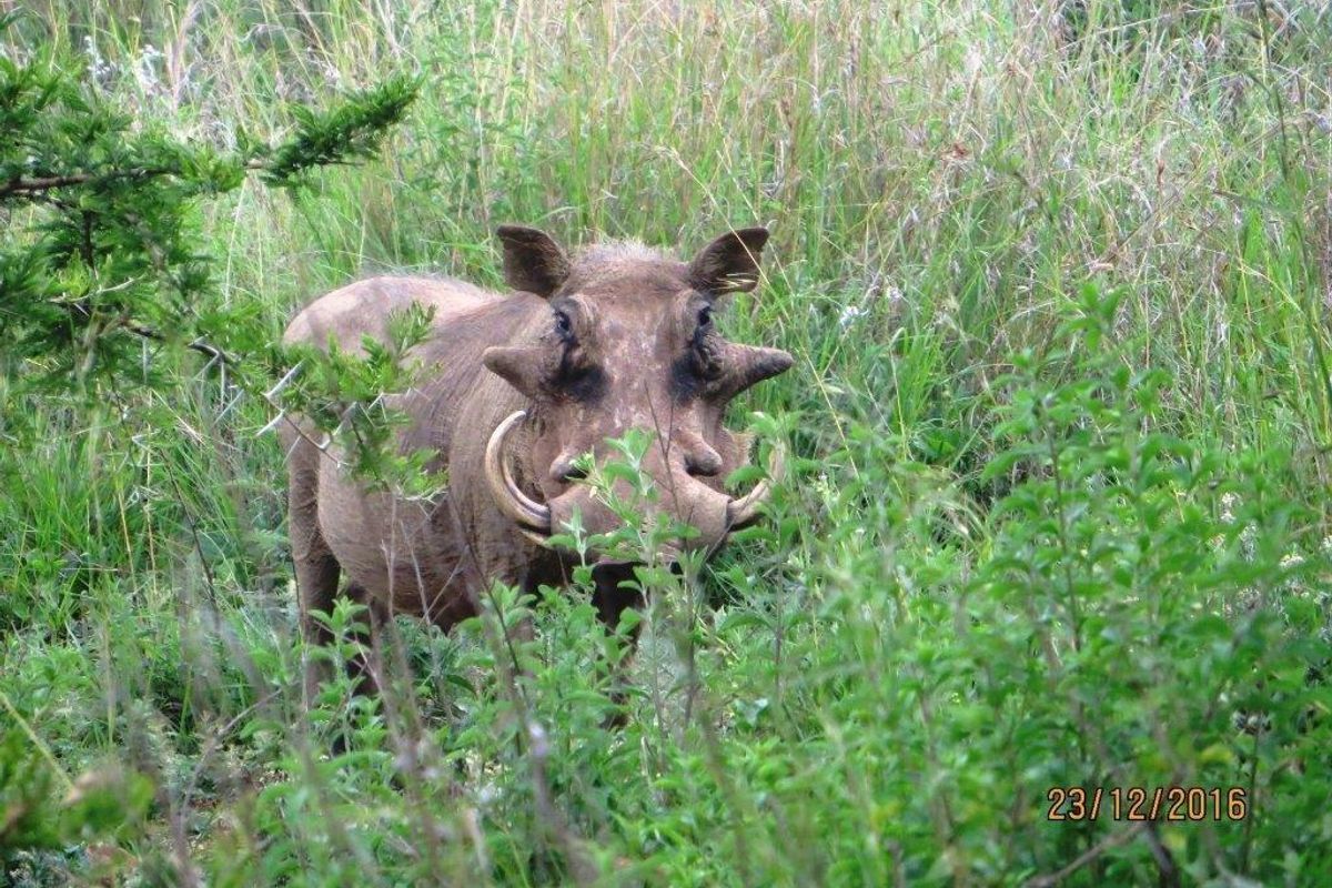 STUNNING GAME FARM FOR SALE IN OHRIGSTAD, LIMPOPO - Photo 4