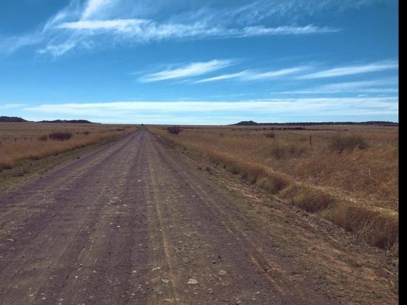 EXCELLENT CATTLE FARM 65 KM FROM BLOEMFONTEIN.NO BUILDINGS - Photo 5