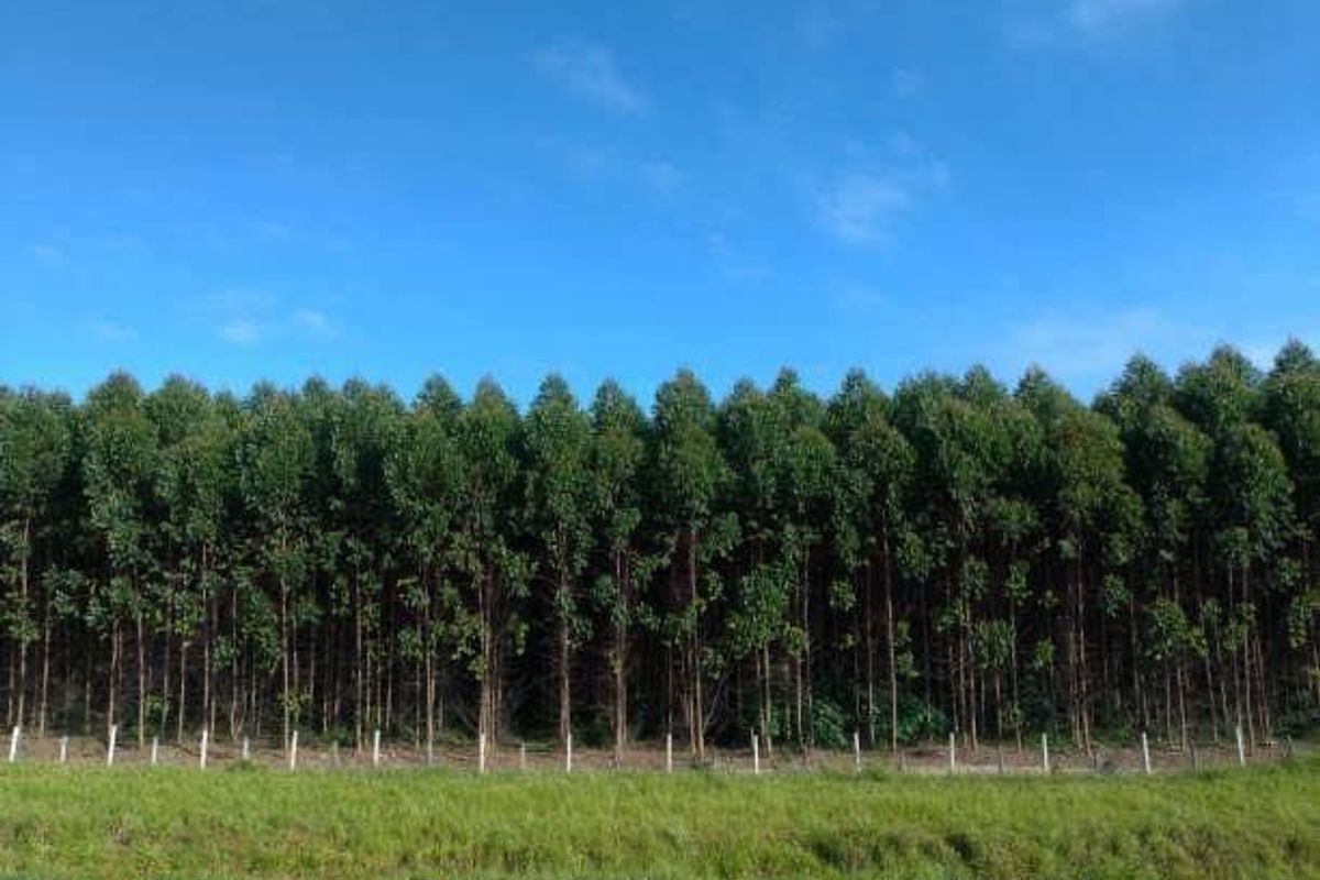Farms for sale in Vryheid Area - Photo 2