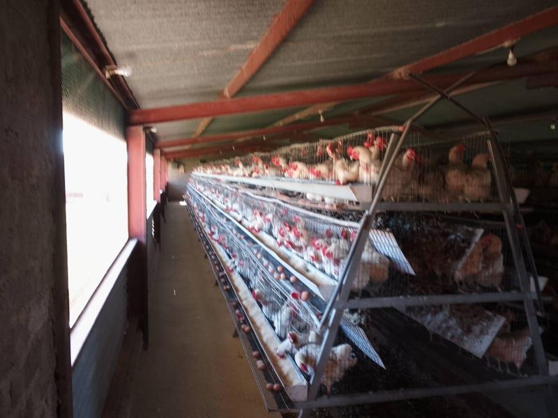 VAT REGISTERED EGG / LIVESTOSCK  FARM  STABIL HUGE INCOME PER MONTH - Photo 10