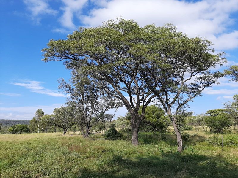 Vacant Land for Sale Cullinan - Photo 2