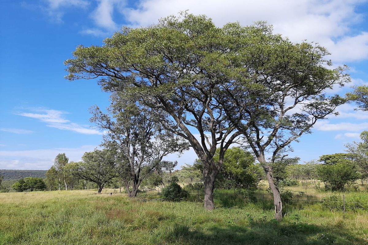 A view of the open agricultural land featuring mature trees and perimeter wire fencing under a clear blue sky.