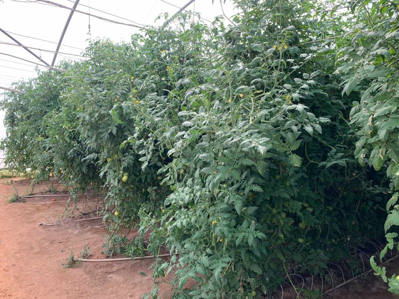 Established fresh produce plot - Photo 6