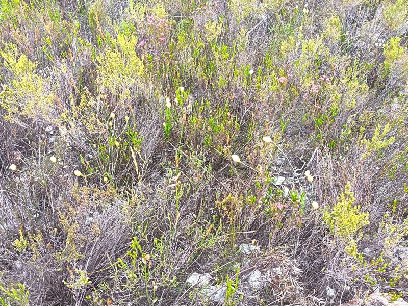 A close-up view of natural fynbos vegetation on the vacant residential land plot.