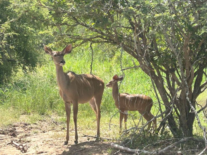 MODITLO NATURE RESERVE - Vacant land for sale! - Photo 4
