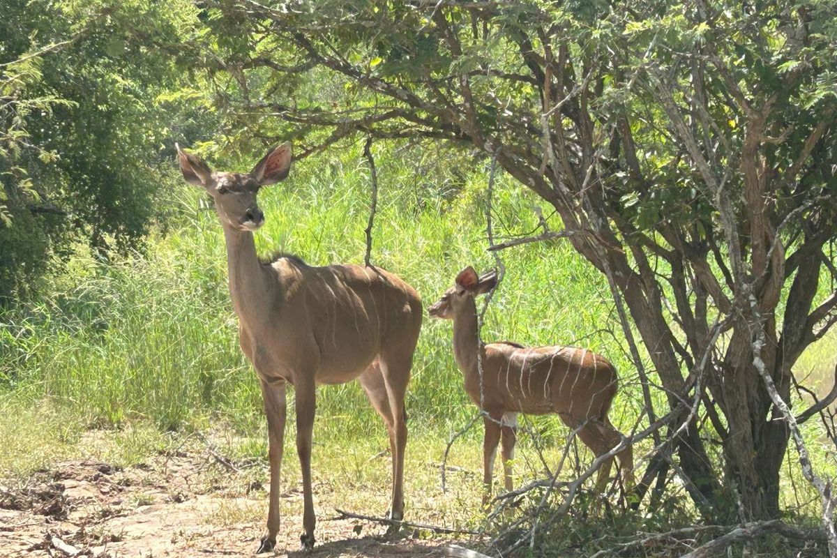 MODITLO NATURE RESERVE - Vacant land for sale! - Photo 4