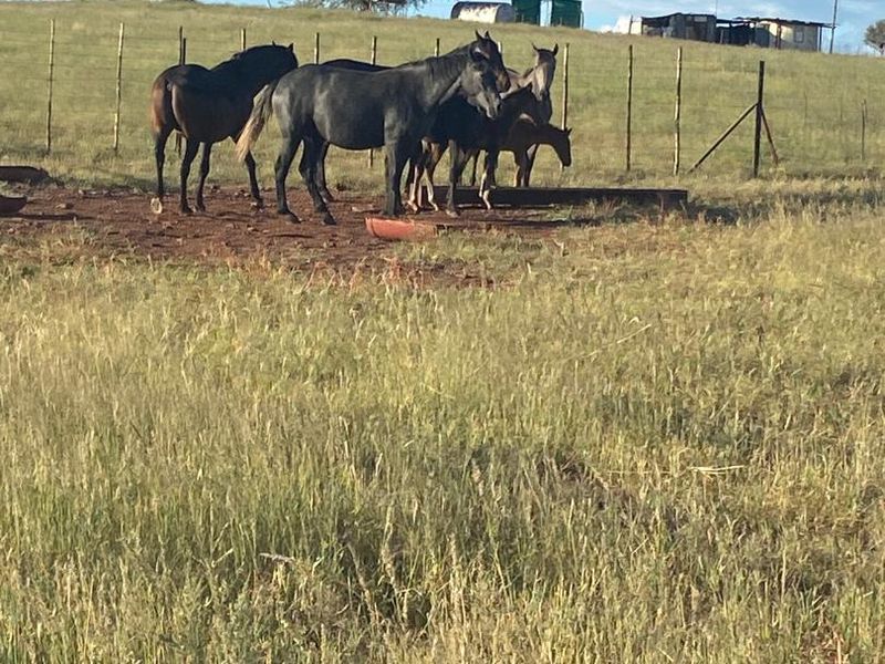 Rural Elegance: 7,749-Hectare Livestock Farm with Comprehensive Improvements - Photo 8