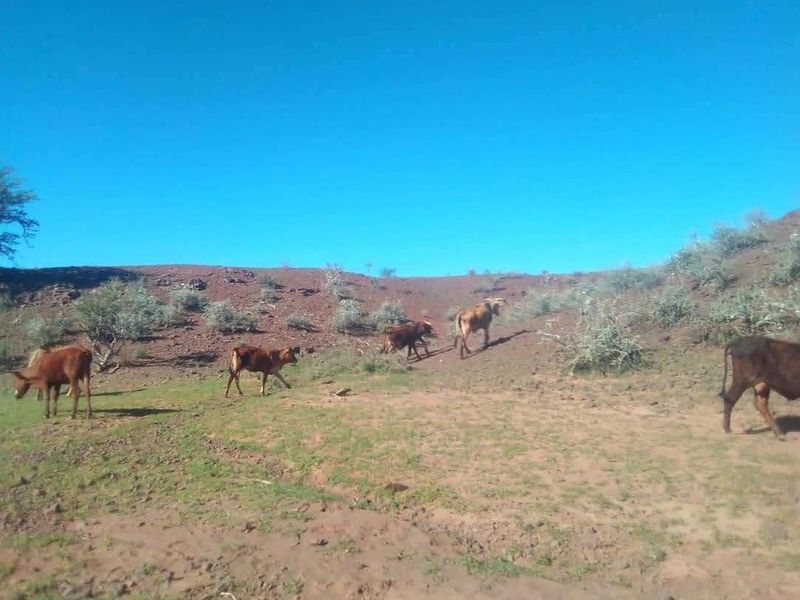 Live the Farm Life: 7625 Hectares of Farm Opportunity in Rehoboth - Photo 3