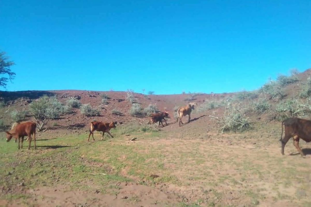 Live the Farm Life: 7625 Hectares of Farm Opportunity in Rehoboth - Photo 3