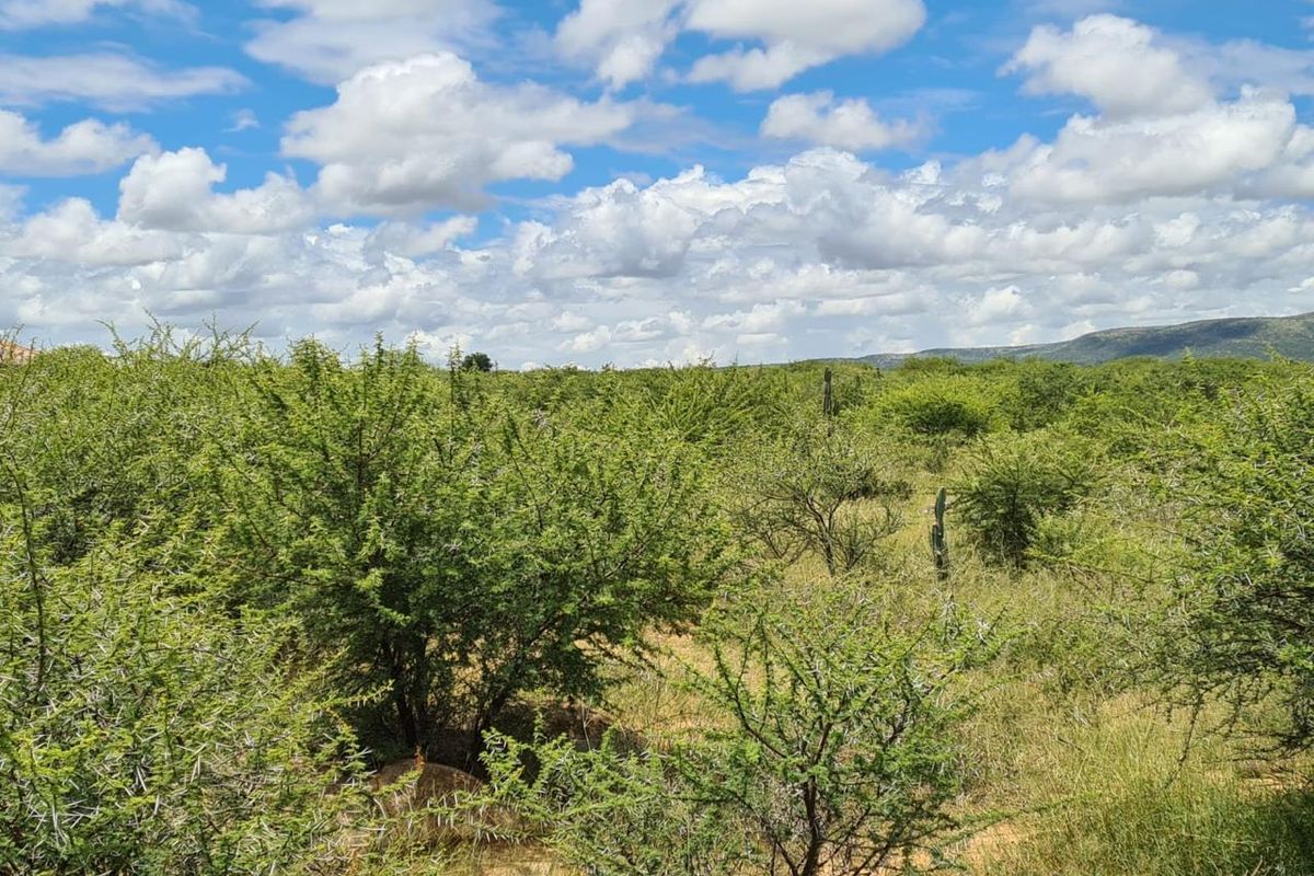A scenic view of the natural farm landscape featuring native vegetation, shrubs, and distant hills under a bright, cloudy sky.