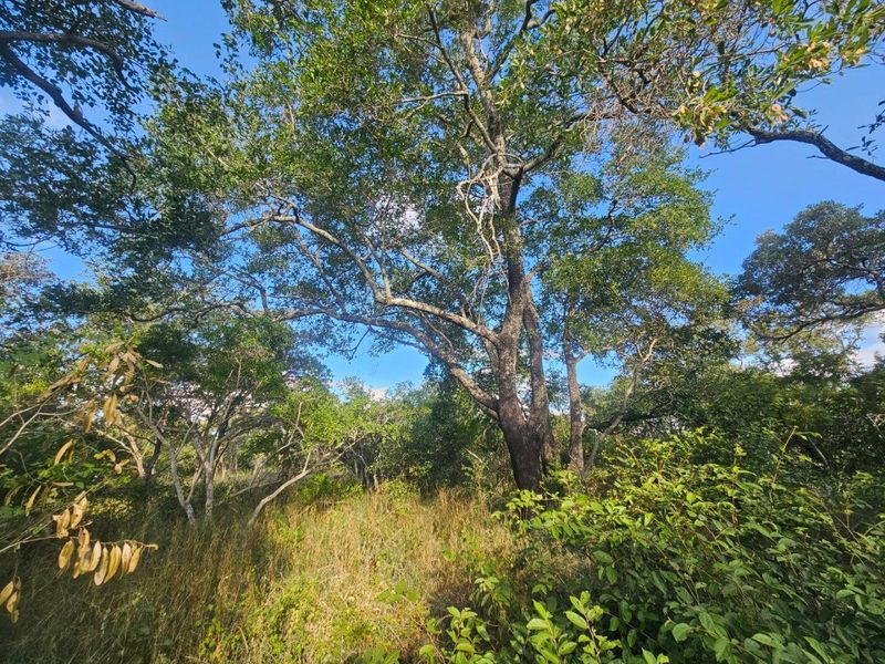 Vacant Land in MODITLO NATURE RESERVE - Photo 8