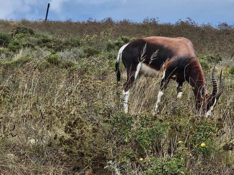 Discover your dream home at Outeniquasbosch Wildlife Village - Photo 6