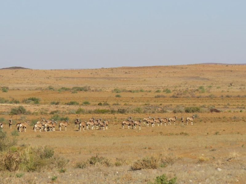 FOR SALE : FULLY EQUIPPED 27,000 HA FARM WITH BOREHOLES, DAMS & WILDLIFE - Photo 8