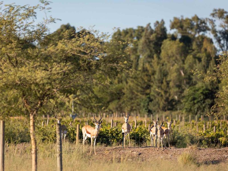 A view of a vacant residential plot featuring natural vegetation, wire fencing, and wooden posts in a rural setting.