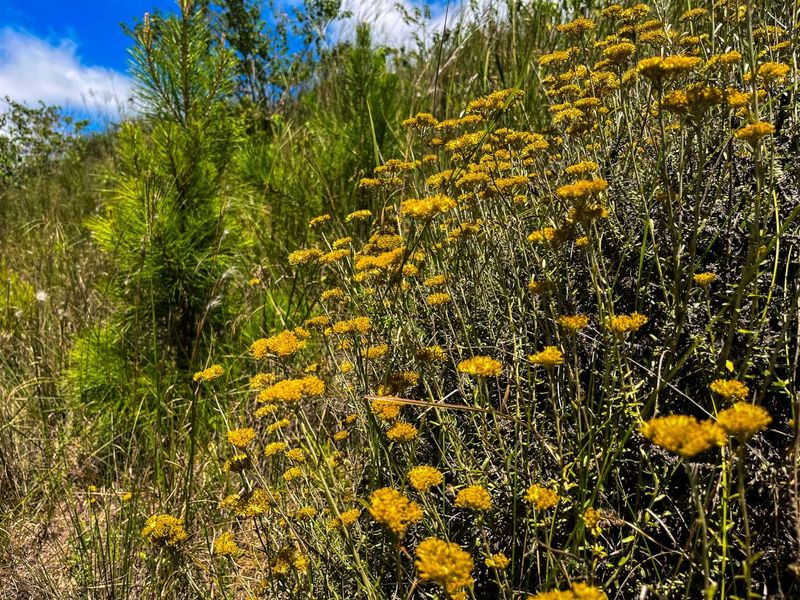 A close-up view of native wildflowers and vegetation on the vacant residential land.