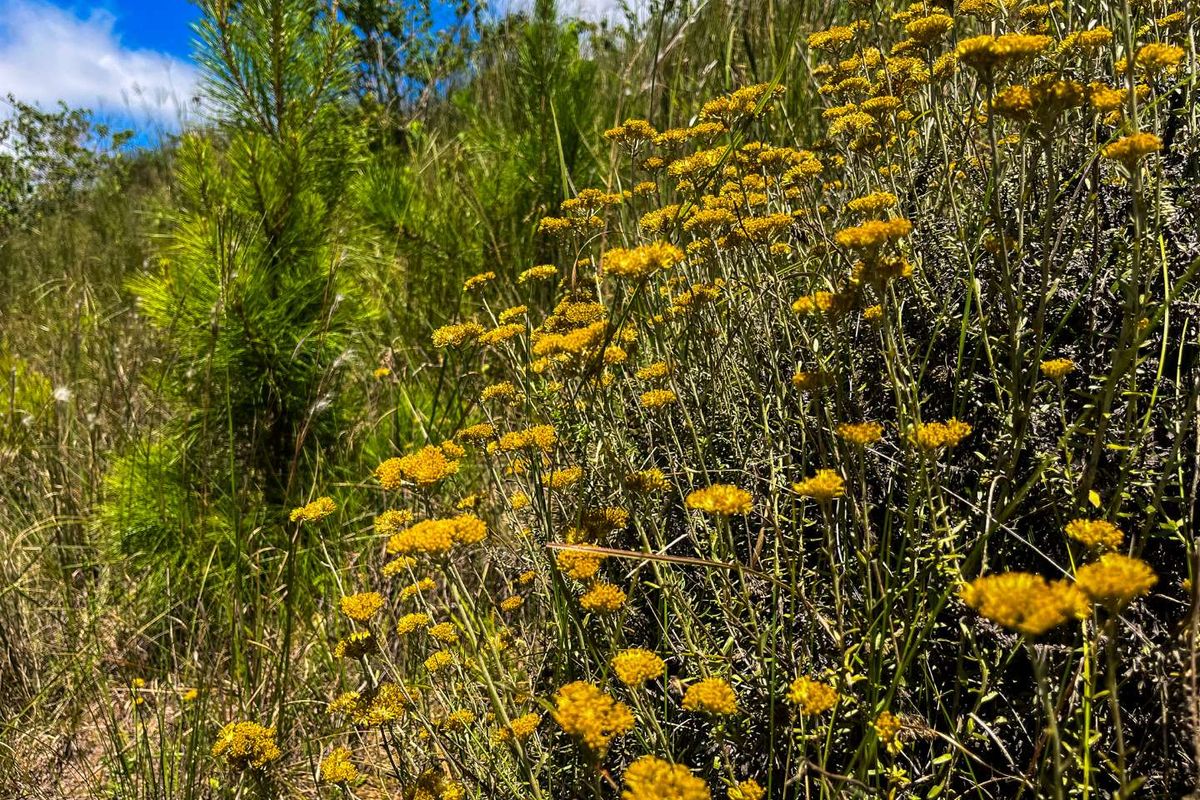 A close-up view of native wildflowers and vegetation on the vacant residential land.