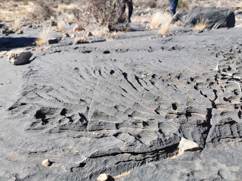 FOR SALE - GAME FARM IN THE KEETMANSHOOP AREA, NAMIBIA - Photo 9