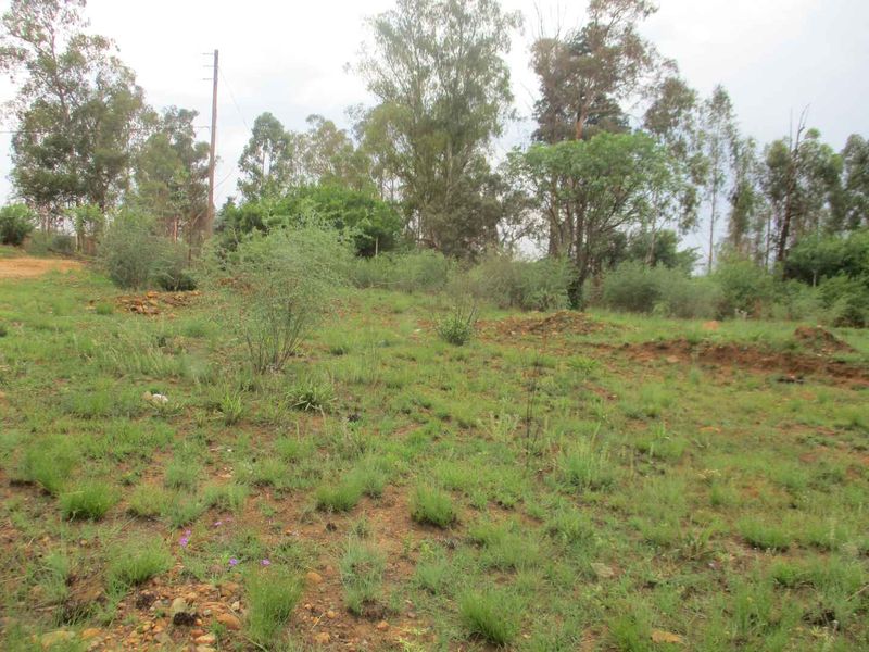 A view of the vacant residential land featuring natural vegetation, mature trees, and an existing utility pole on the property.