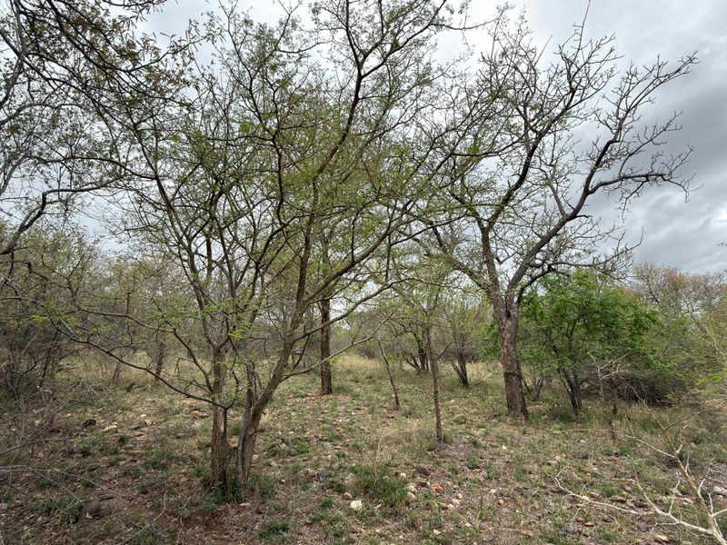 A view of the natural, undeveloped residential land featuring mature trees and native vegetation.