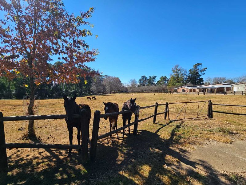 Expansive farm paddock featuring timber post and rail fencing, a metal gate, and mature trees under a clear blue sky.
