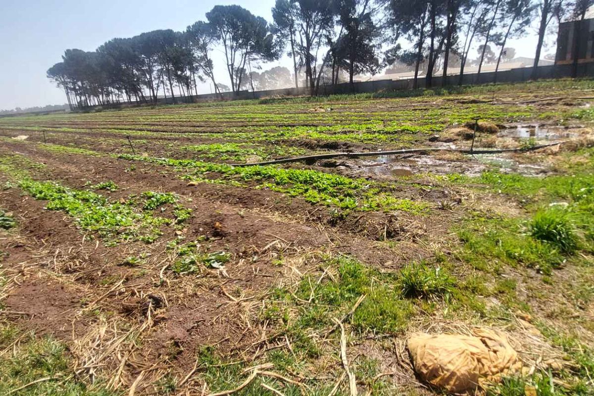 Thriving Vegetable Farm in Eikenhof for sale - Photo 2