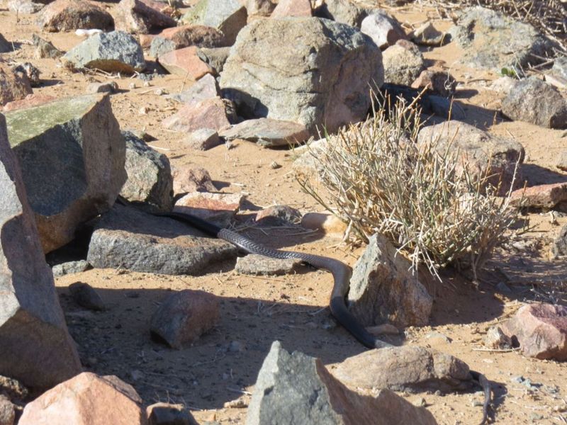 FOR SALE : FULLY EQUIPPED 27,000 HA FARM WITH BOREHOLES, DAMS & WILDLIFE - Photo 6