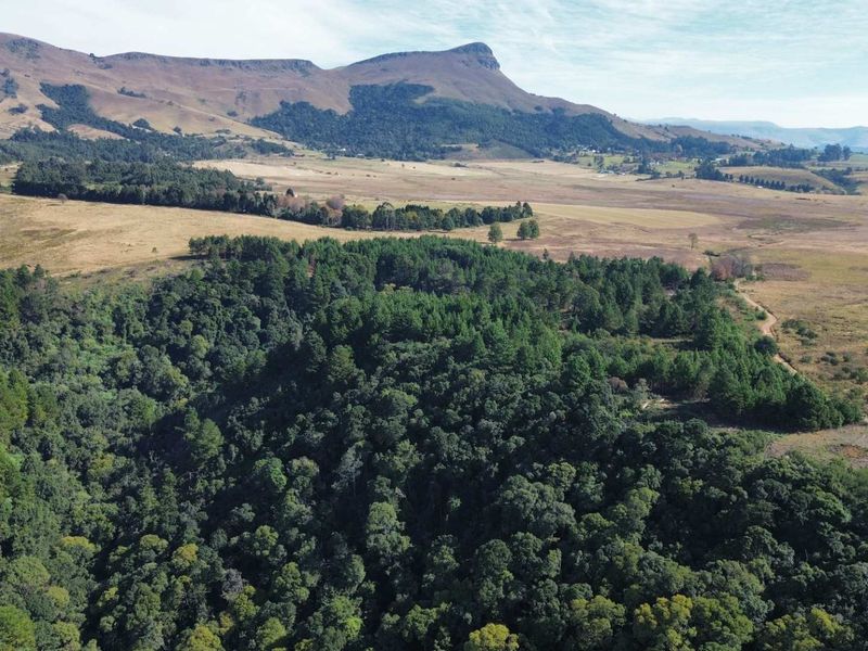 25-Hectare Vacant Land with Forest and Panoramic Views in the Midlands, Howick Rural - Photo 9