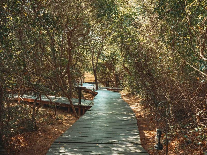 A scenic wooden boardwalk winds through a lush, mature garden, providing a tranquil pathway surrounded by dense natural foliage.
