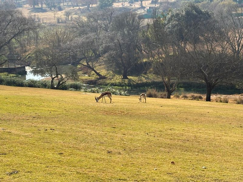 A scenic view of a grassy landscape with a small stream and wildlife, showcasing the natural surroundings of the property.