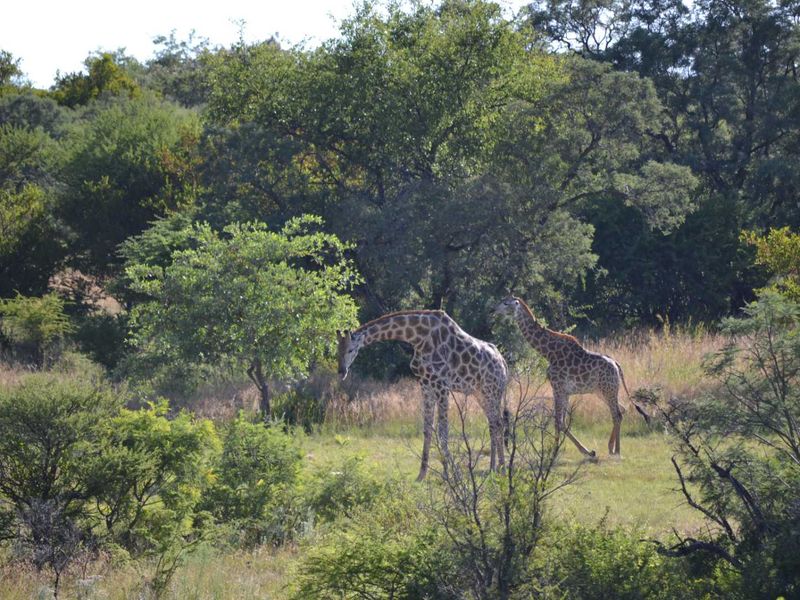 Stand for Sale in Ditholo Game Estate - Photo 8