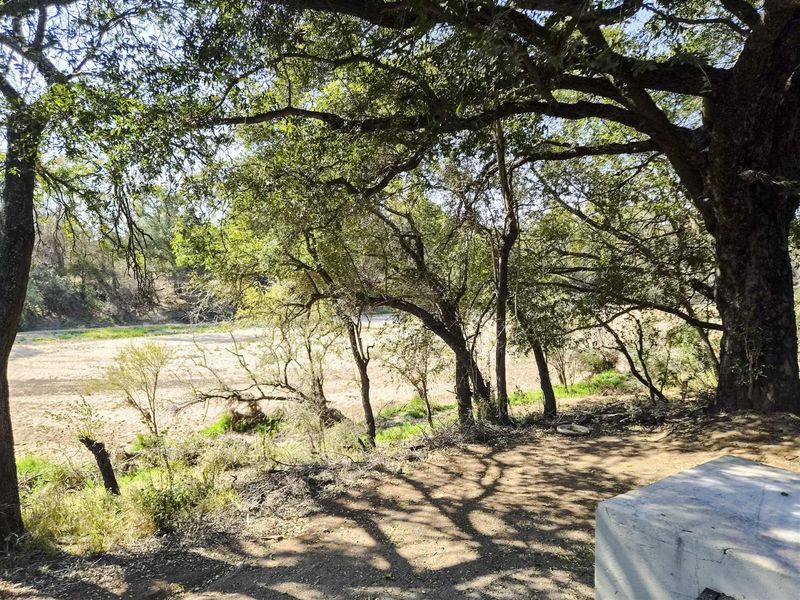 A natural outdoor view featuring mature trees overlooking a dry riverbed or landscape area.