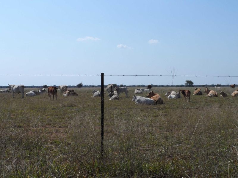 750 HECTARE FARM FOR SALE IN MOOKGOPONG - Photo 8