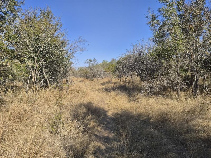 A view of the natural, undeveloped landscape featuring indigenous trees and dry grass on the residential property.