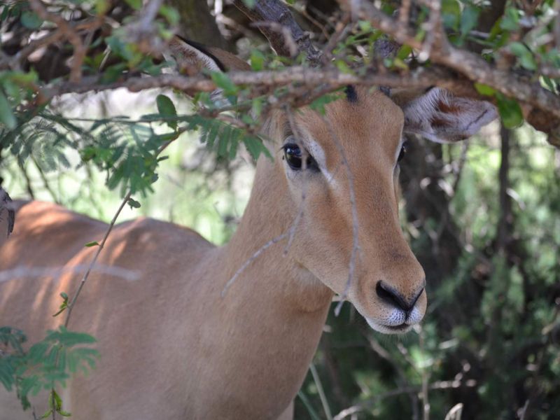 Stand for Sale in Ditholo Game Estate - Photo 10