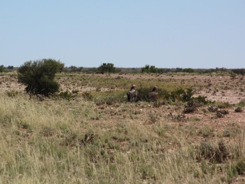 EXQUISITE FARM FOR SALE IN THE SOUTH OF NAMIBIA - Photo 10