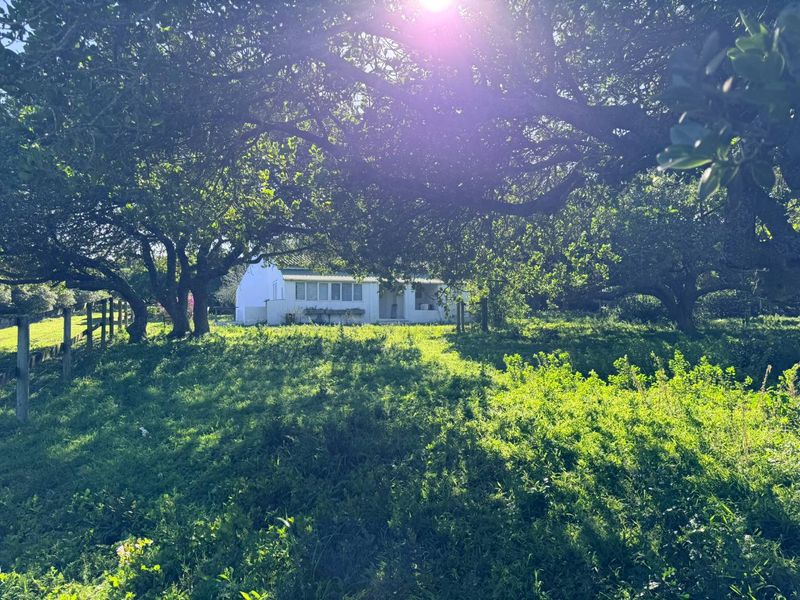 A view of a white farmhouse exterior nestled among mature trees, featuring a covered veranda and surrounding rural landscape.