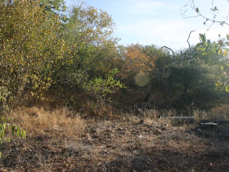 A view of the natural, undeveloped residential land featuring native trees, shrubs, and rocky ground cover.