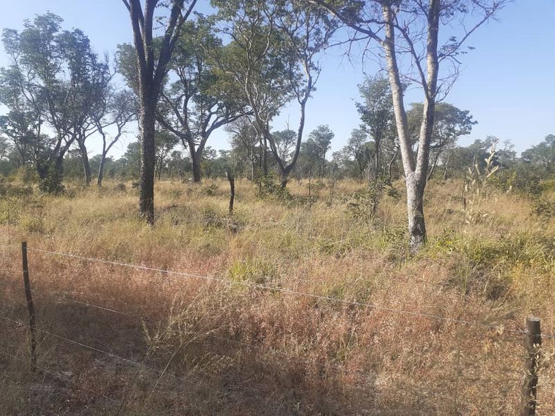 UNTOUCHED AFRICAN WILDLIFE TOURISM FARM FOR SALE OTJOZONDJUPA REGION (TSUMKWE) – NAMIBA - Photo 6