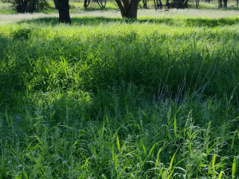 FOR SALE - CATTLE/SHEEP/AGRICULTURAL FARM IN THE OMARURU AREA OF NAMIBIA - Photo 6