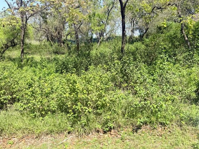 A view of the natural, undeveloped land featuring mature trees and dense native vegetation, suitable for residential development.