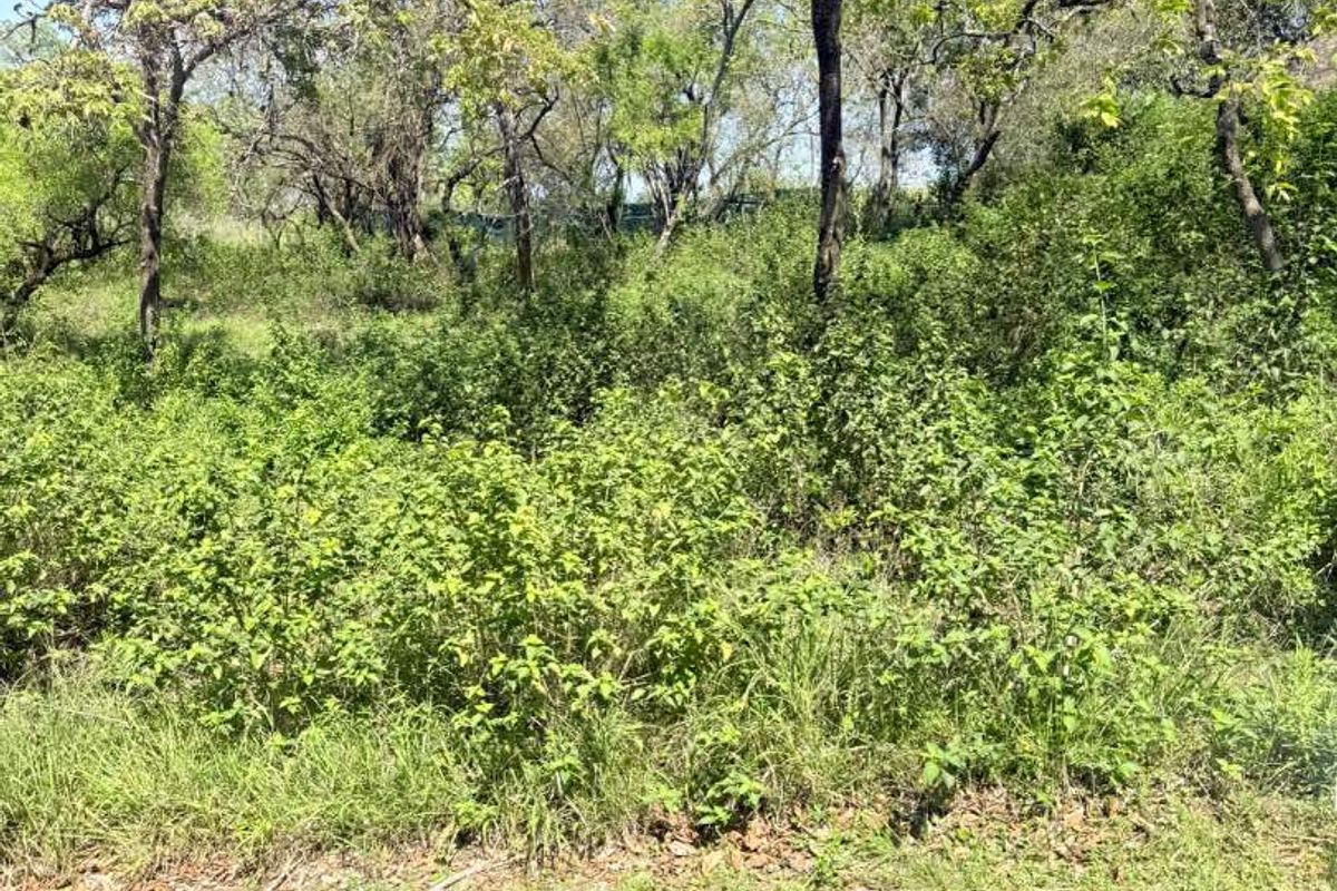 A view of the natural, undeveloped land featuring mature trees and dense native vegetation, suitable for residential development.