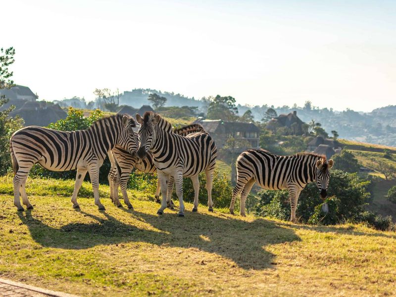 ALMOST PANCAKE LEVEL LAND IN THE PRESTINE PHEZULU ECO ESTATE! - Photo 6