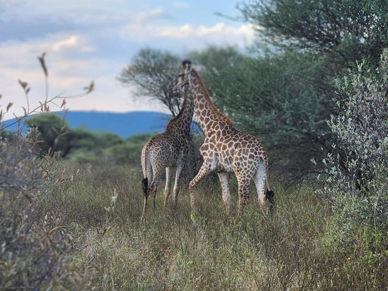 Prime Stand In Pristine Bushveld - Photo 8