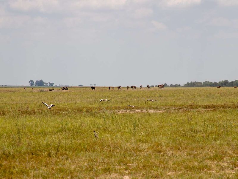 1,229.6705-Hectare Wildlife Farm for Sale as a Going Concern – Including All Game-with accommodation, restaurant, bar, arable land, and grazing land - Photo 10