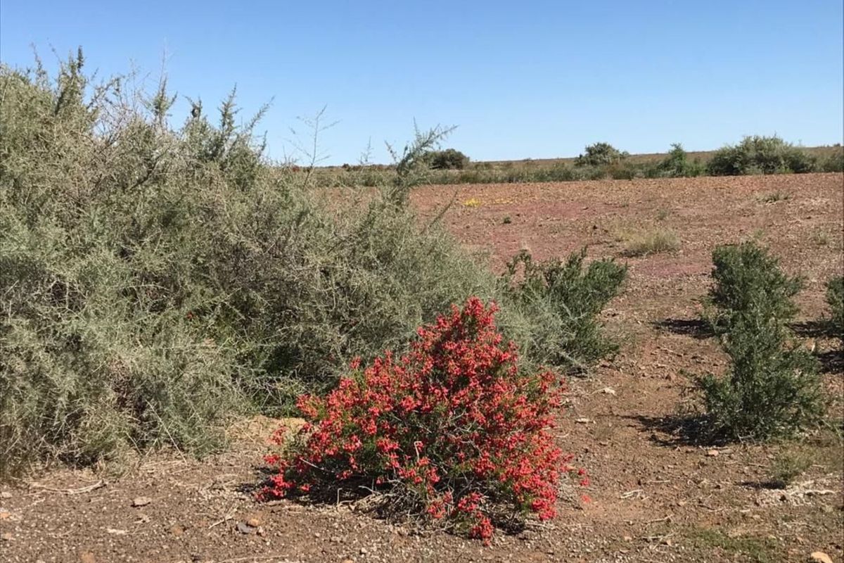 FARM FOR SALE IN KARAS REGION - Photo 2