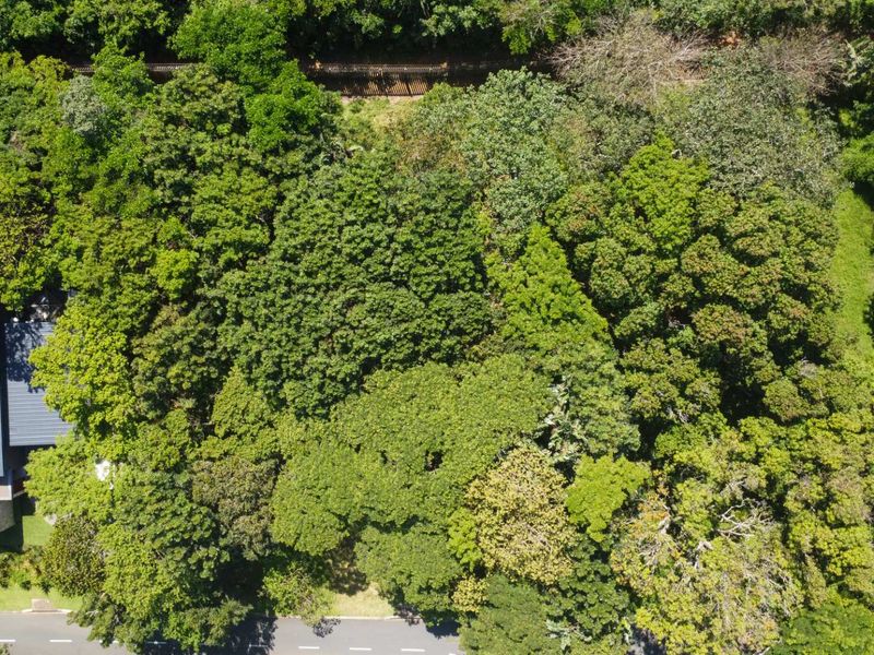 Aerial view of a heavily wooded residential plot featuring mature trees and dense vegetation, adjacent to an established asphalt road.