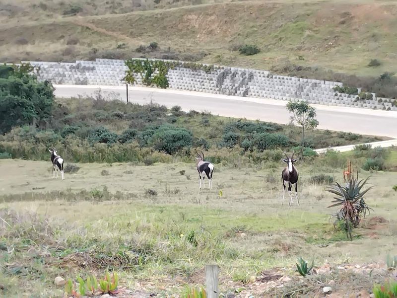 Quteniquasbosch : 1502m2 Vacant land - Photo 5