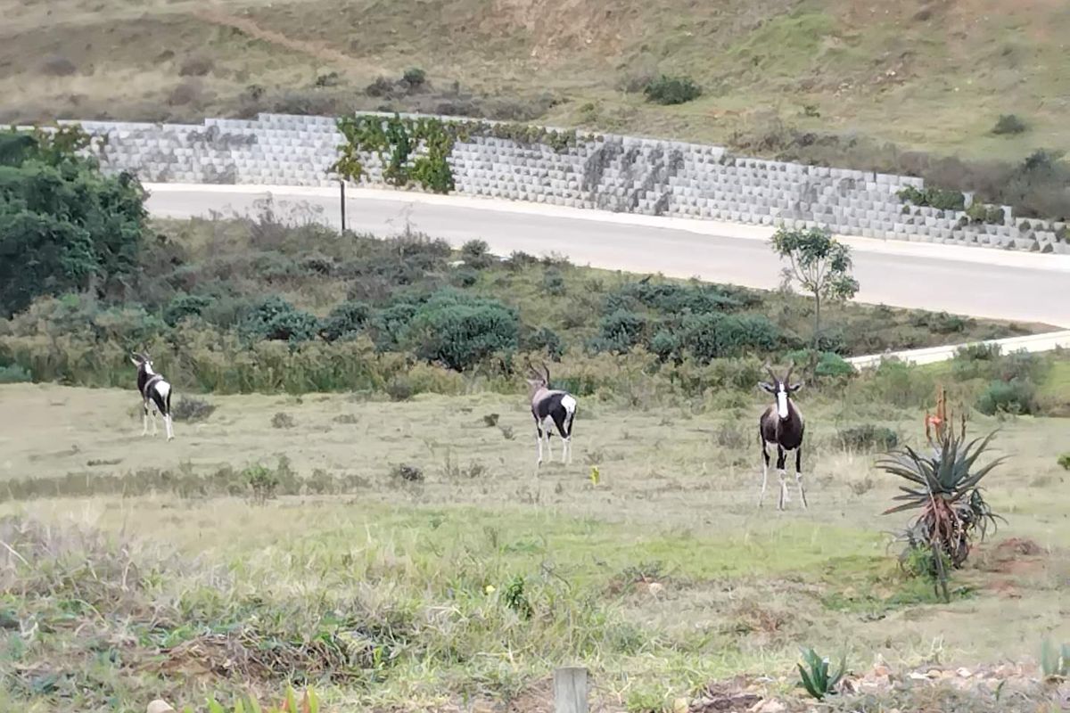 Quteniquasbosch : 1502m2 Vacant land - Photo 5