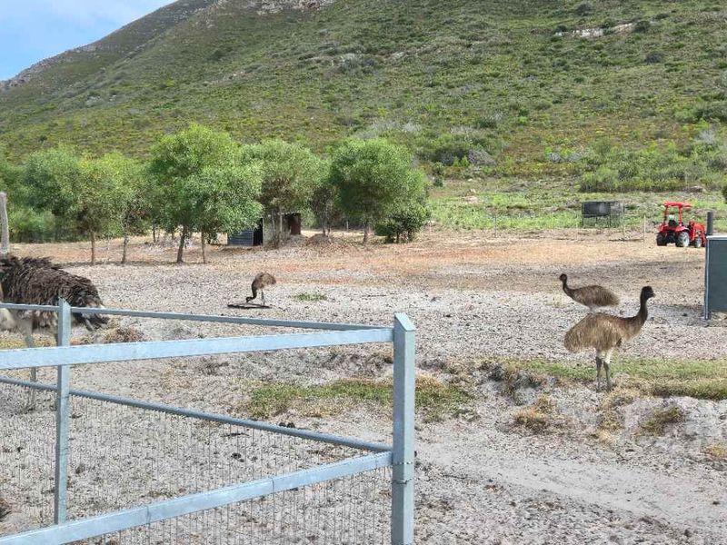 Kamba Farm – An Exceptional Opportunity in Franskraal, Western Cape - Photo 4